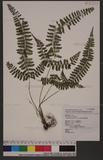 Polystichum hancockii (Hance) Diels տ