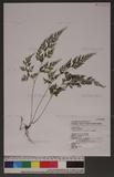Onychium siliculosum (Desv.) C. Chr. 