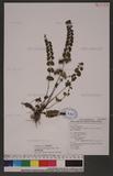 Lindsaea orbiculata (Lam.) Mett. 긭