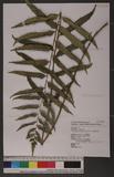 Cyrtomium hookerianum (Presl) C. Chr. Ue
