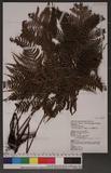 Dryopteris formosana (Christ) C. Chr. OW