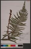 Polystichum parvipinnulum Tagawa yտ