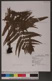 Dryopteris varia (L.) Ktze. n