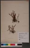Pyrrosia linearifolia (Hook.) Ching ۸