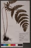 Dryopteris submarginata Roxenst ¾