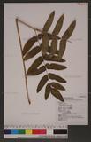 Osmunda japonica Thunb. m