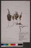 Hymenophyllunn polyanthos ( S.W) S.W Ӹ