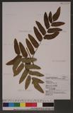 Osmunda japonica Thunb. m