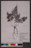 Cephalomanes obscurum (Blume) K.Iwats. u