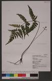 Lindsaea javanensis Bl. T