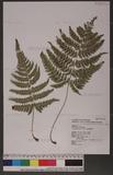 Dryopteris varia (L.) Ktze. n