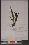 Microsorium pteropus (Blume) Copel. TeP