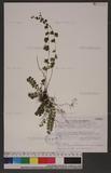 Lindsaea orbiculata (Lam.) Mett.ex Kuhn 긭