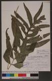 Colysis pothifolia (Don) Presl ju