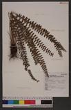 Polystichum formosanum Rosenst. OWտ