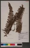 Polystichum acutidens Christ OFտ