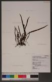 Lepisorus monilisorus (Hayata) Tagawa D˸