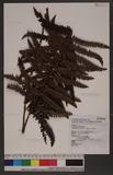 Polystichum parvipinnulum Tagawa yտ