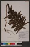 Polystichum parvipinnulum Tagawa yտ