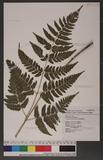 Dryopteris polita Rosenst. OF