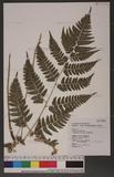 Dryopteris polita Rosenst. OF