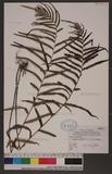 Tapeinidium pinnatum (Cav.) C. Chr. F俹