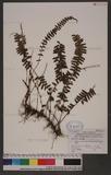 Lindsaea merrillii Copel. subsp. yaeyamensis (Tagawa) Kramer kt