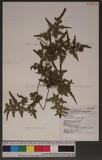 Lygodium japonicum...