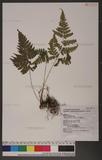 Dryopteris sparsa (Don) Ktze. 