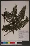 Pteris tokioi Masamune a