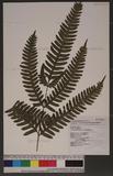 Pteris tokioi Masamune a