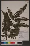 Pteris tokioi Masamune a