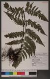 Dryopteris sordidipes Tagawa 