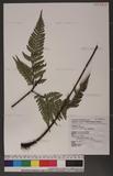 Dryopteris sordidipes Tagawa 