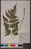 Dryopteris sparsa (Don) Ktze. 