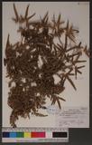 Lygodium japonicum...
