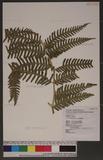 Pteris wallichiana Ag. ˤ