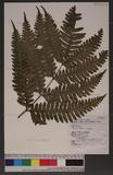 Pteris todiot Masamune a