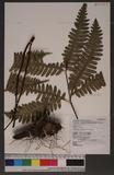 Pteris tokioi Masamune a