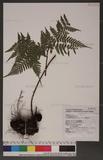 Dryopteris formosana (Christ) C. Chr. OW