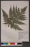 Dryopteris formosana (Christ) C. Chr. OW