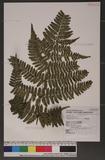 Dryopteris labordei (Christ) C. Chr. 