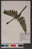 Dryopteris labordei (Christ) C. Chr. 