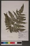 Dryopteris labordei (Christ) C. Chr. 