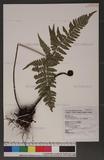 Dryopteris labordei (Christ) C. Chr. 