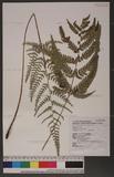 Dryopteris varia (L.) Ktze. n