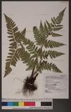 Dryopteris sparsa (Don) Ktze. 