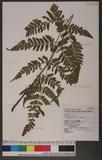 Dryopteris sparsa (Don) Ktze. 