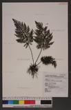 Cephalomanes obscurum (Bl. ) K. Kato u