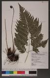 Dryopteris polita Rosenst. OF